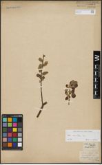 Foto von Salix aurita L.